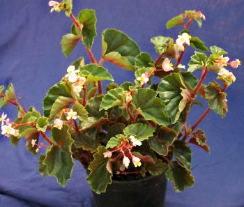B. ‘Tinkerbell’